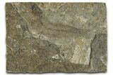 Oligocene Fossil Clupeoid Fish (Beksinskiella) - Poland #374445-1